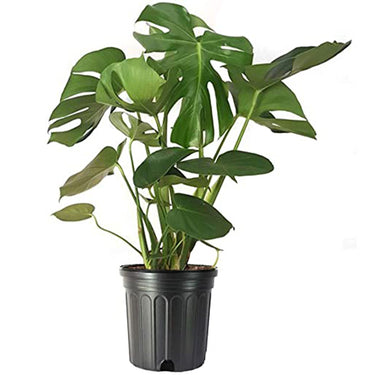 Monstera Deliciosa Plant, Split-leaf philodendron, Swiss cheese plant,